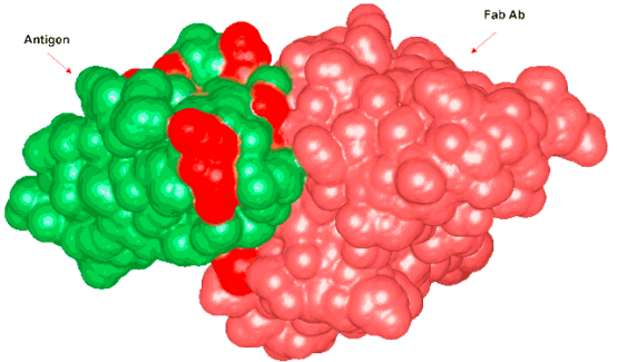  Interaction between an antigen vs Fab region of an Ab