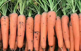 产地：陕西靖边基地 品种：胡萝卜,红萝卜,水果萝卜 包装：纸箱、塑料袋、编织袋 上市时间：6月20日