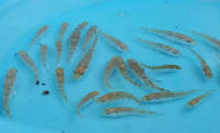 海洋渔业增殖投放鱼苗活动