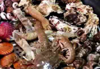 海鲜桑拿-海蟹