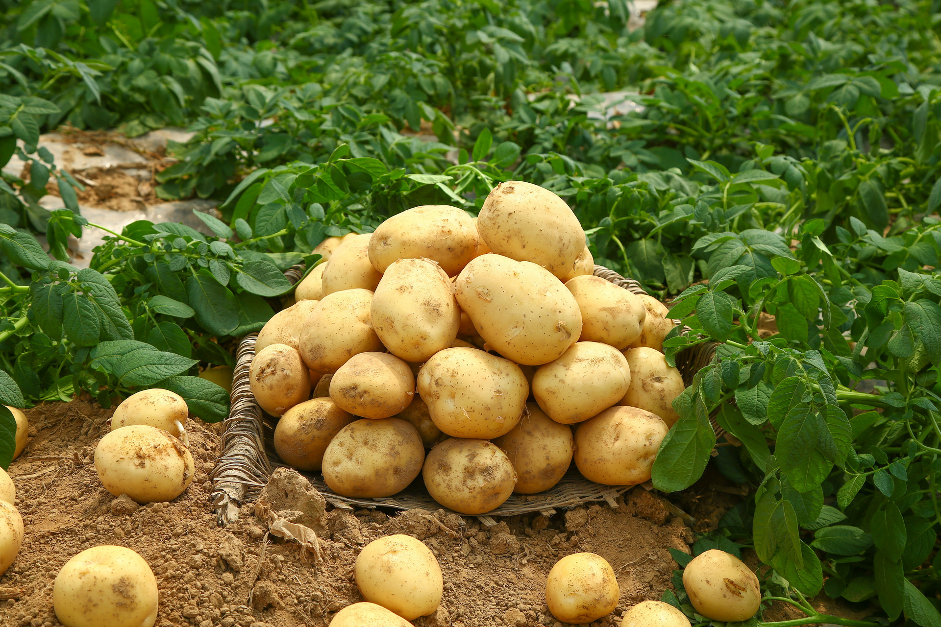 晒一下世多乐集团根多乐在马铃薯上使用效果_肥料应用_191农资人 - 农技社区服务平台