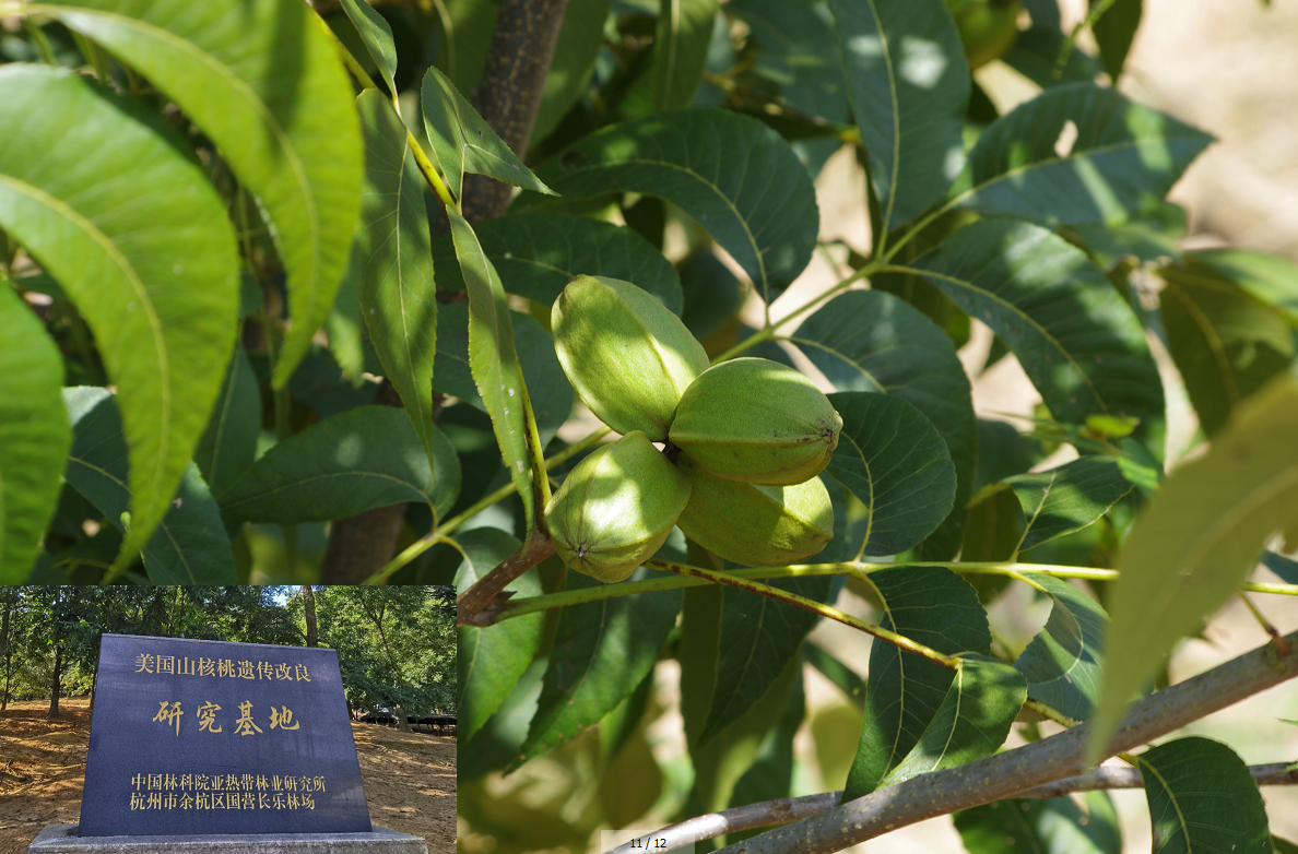 薄壳山核桃种质收集区