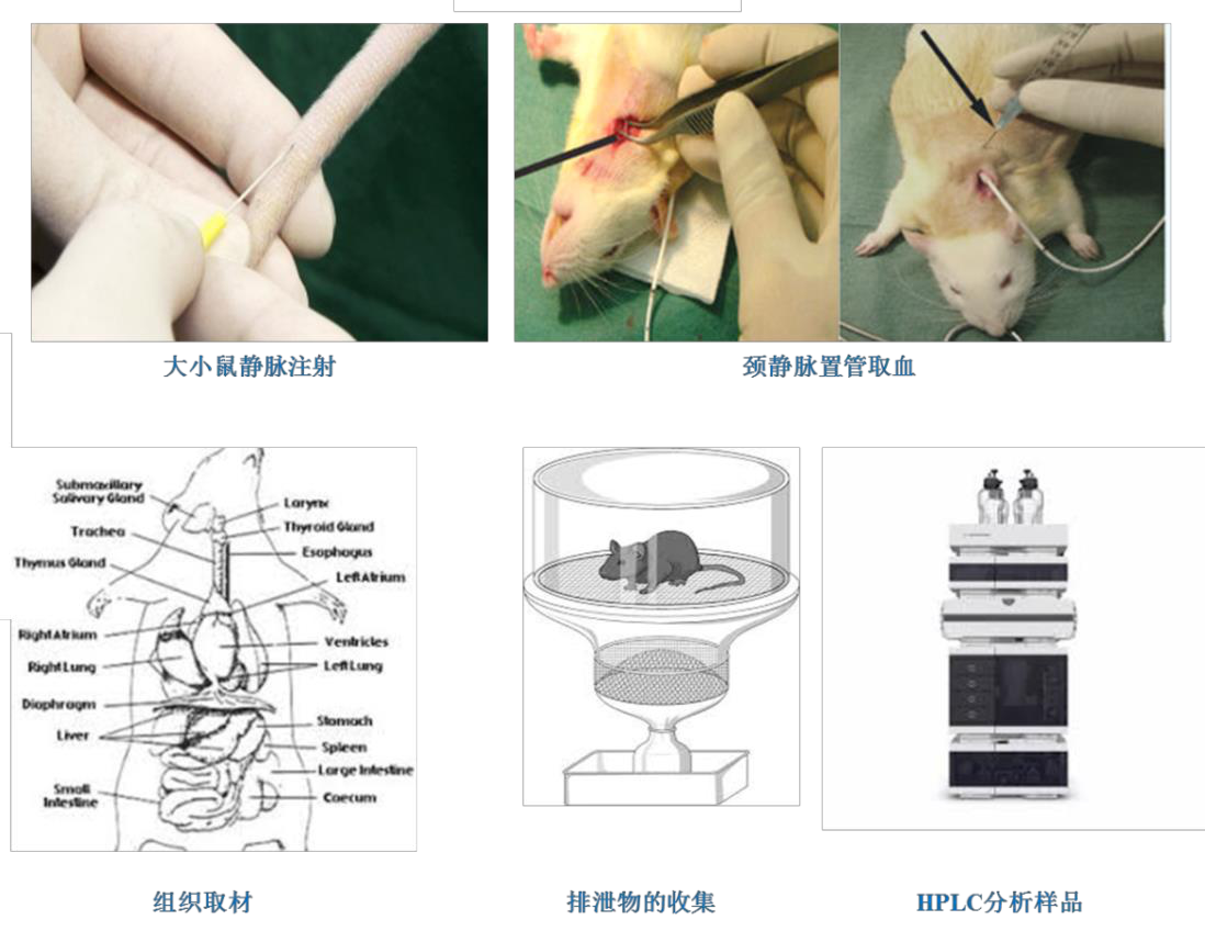 动物模型