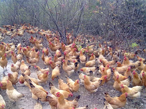 鸡类养殖基地