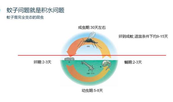 美汐环境,蚊子是怎么繁殖的