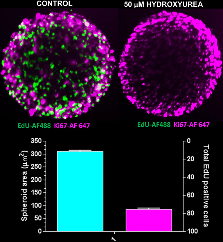 CX7LZR平台上球状体内增殖细胞的成像