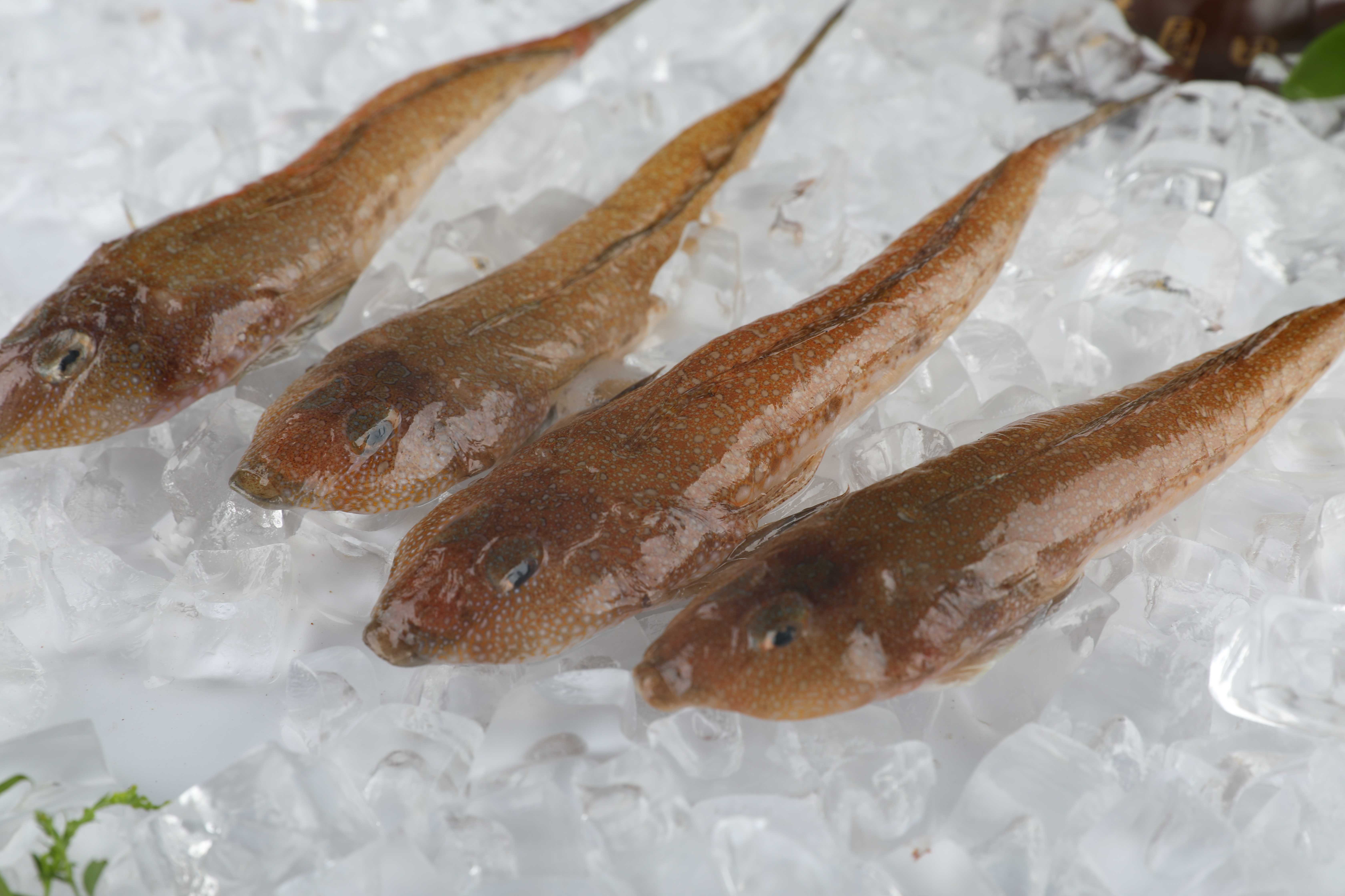 老妇证实食用鸡腿鱼中毒身亡 峇县卫生局禁鱼贩销售 | 国内 | 東方網 馬來西亞東方日報
