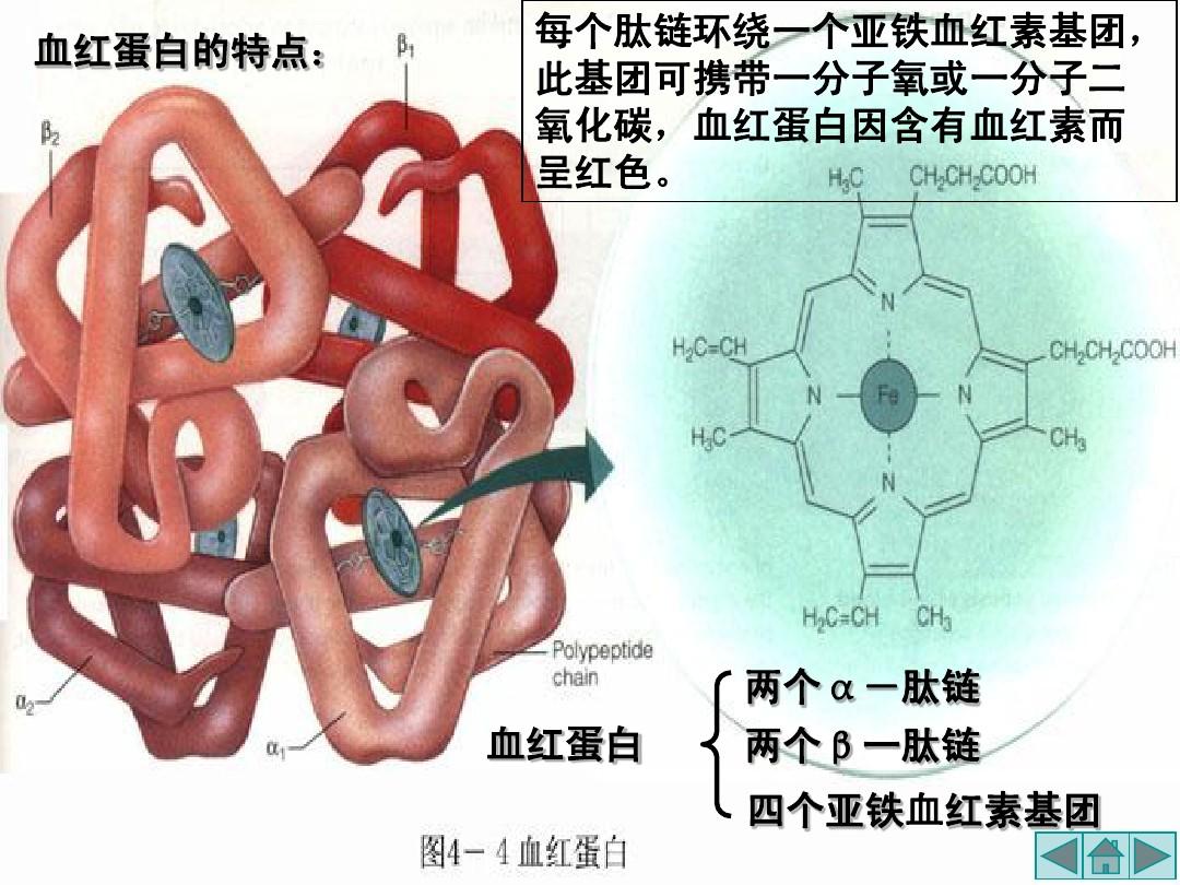 犬血红蛋白单克隆抗体-珠海博美生物科技有限公司