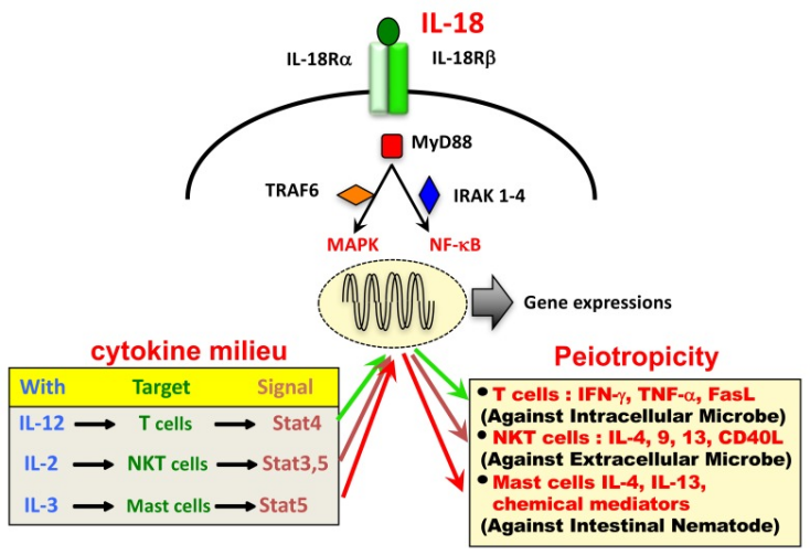 Y02803 Recombinant human IL18 hFc Tag 江苏东抗生物医药科技有限公司