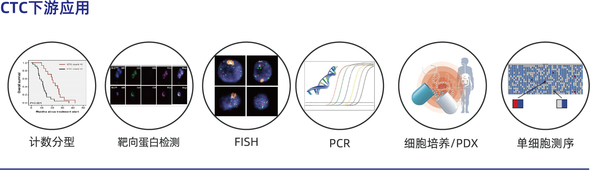 CTC100可应用到技术分型、靶向蛋白检测、FISH、PCR、细胞培养、单细胞测序等下游研究中