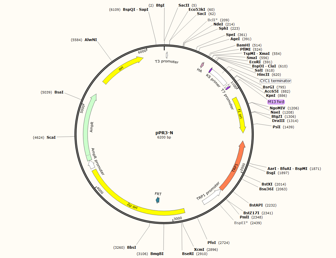 pGADT7其云生物