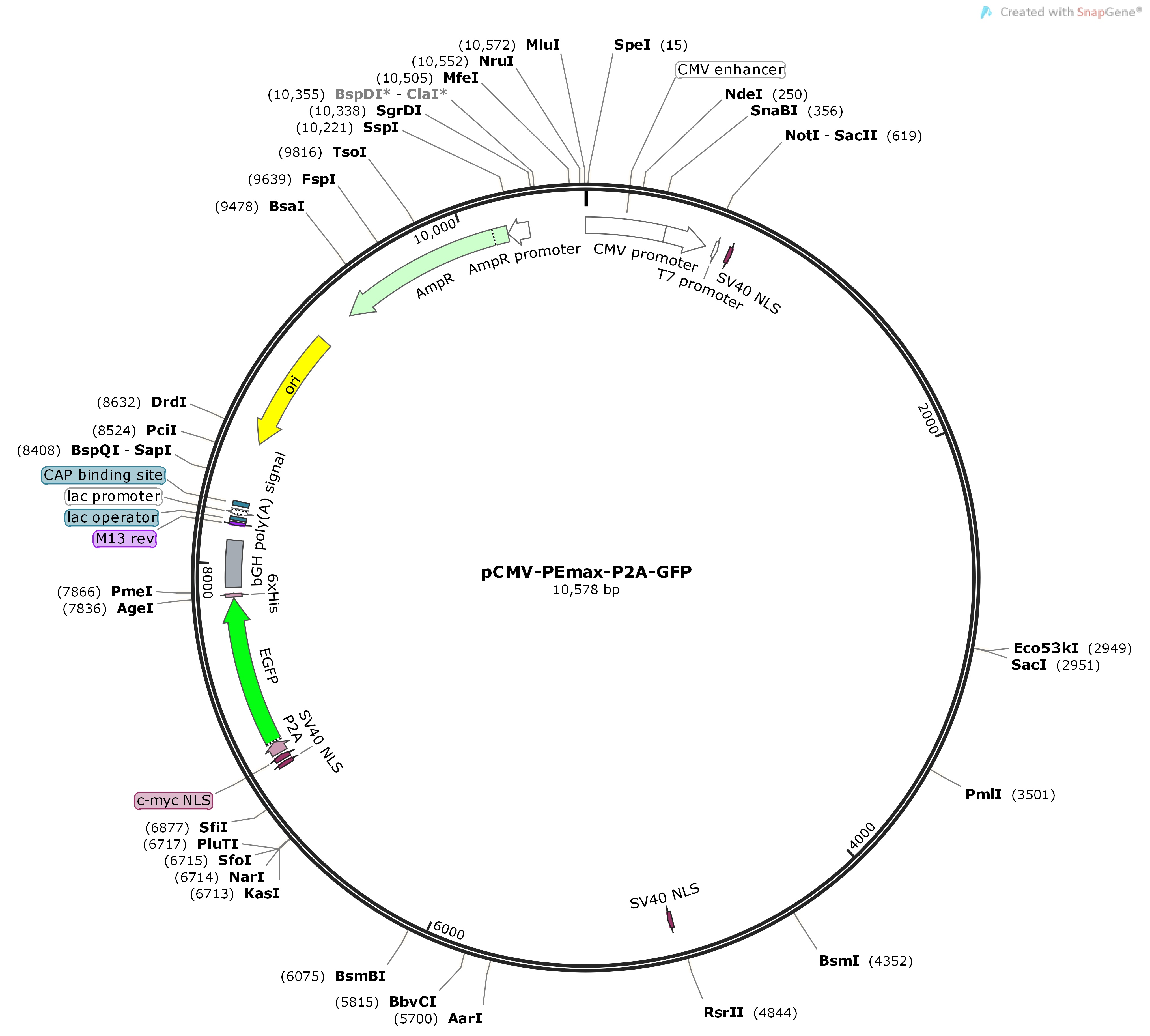 pCMV-PEmax-P2A-GFPMap pCMV-PEmax-P2A-GFPMap