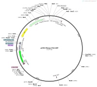 pCMV-PEmax-P2A-GFPMap pCMV-PEmax-P2A-GFPMap