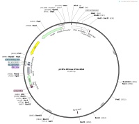 pCMV-PEmax-P2A-BSDMap pCMV-PEmax-P2A-BSDMap