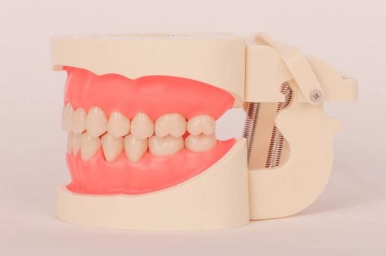 美学牙科模型2