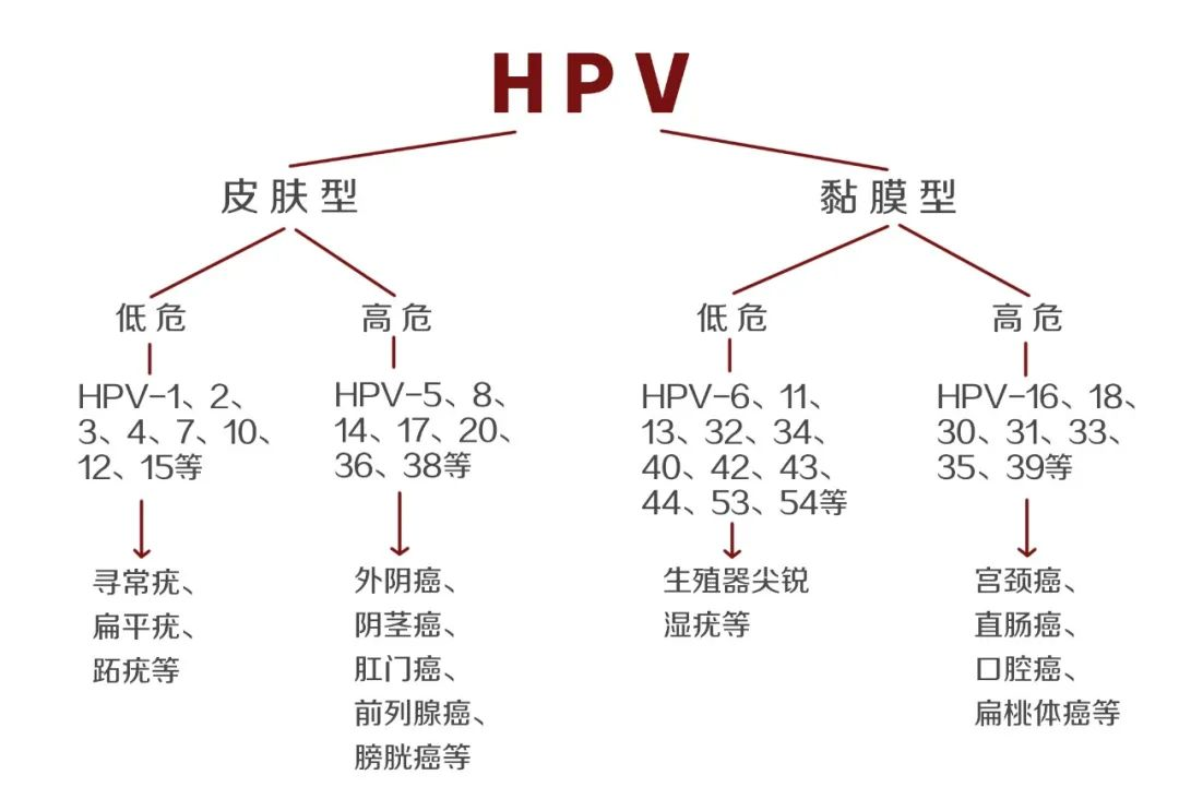 HPV hpv