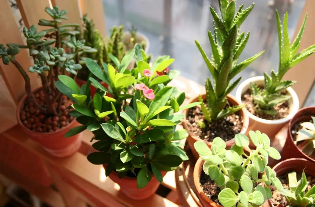 为什么要发展居室花卉养殖？对居室环境有哪些改善？