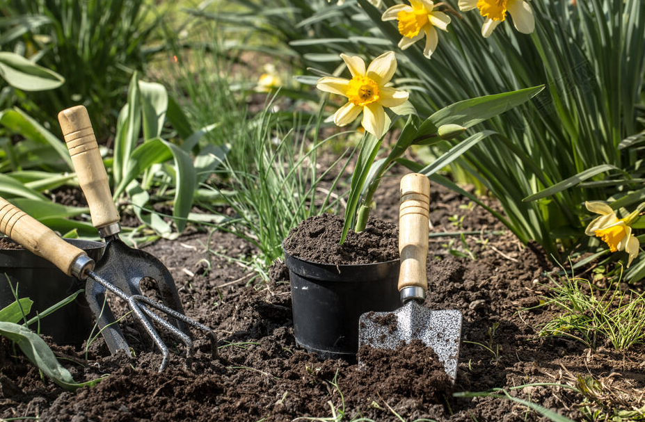土壤中的酸碱度对花卉有何重要性？