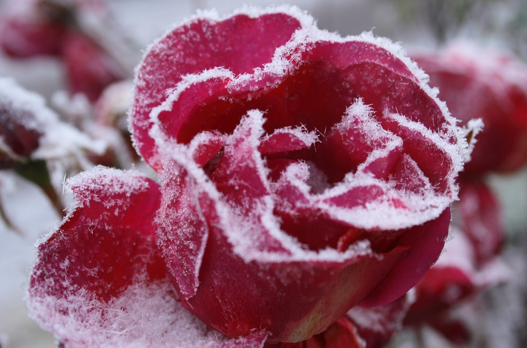 气温温度低会对花卉造成什么危害？
