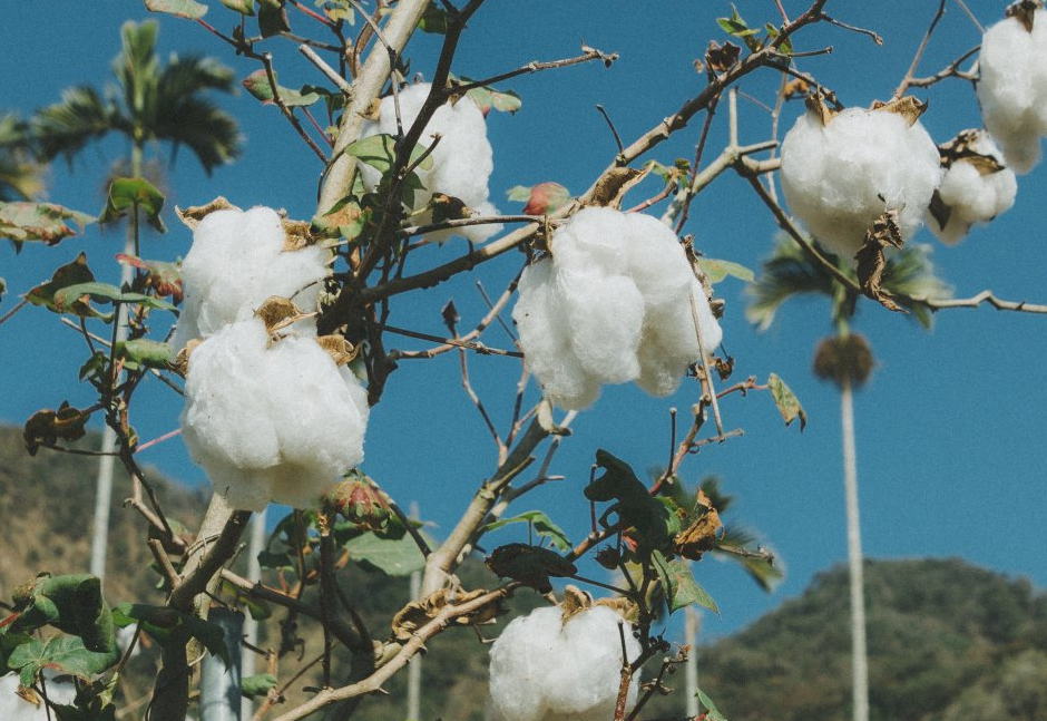半配合特性在棉花育种中的应用指的是什么？
