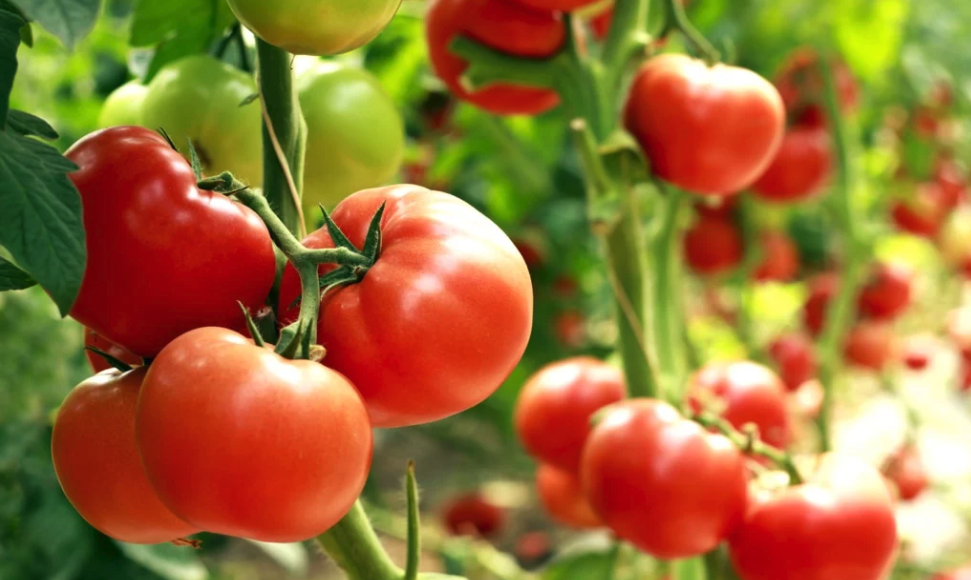 番茄黑霉病用什么药？有哪些防治措施？