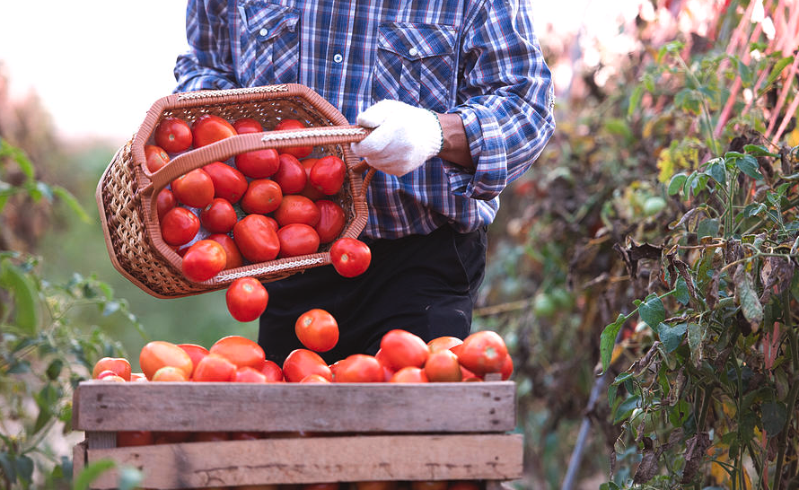 西葫芦-叶菜-番茄轮作时间安排和优势介绍