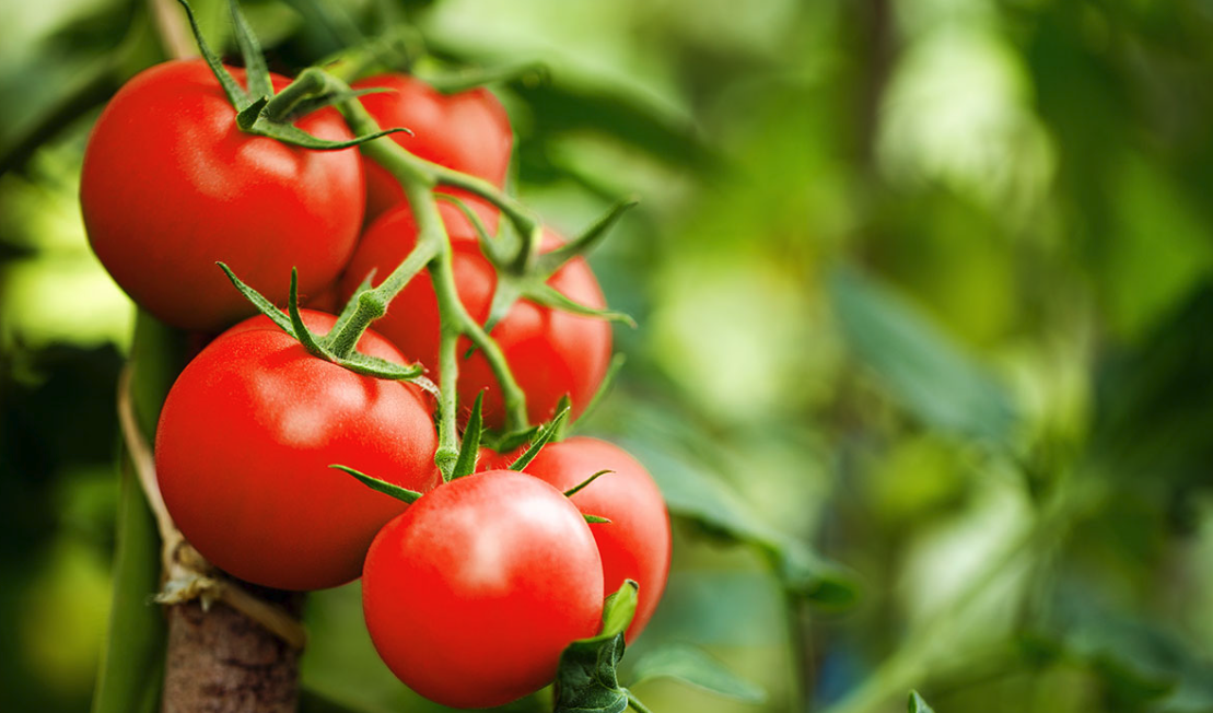 西葫芦-叶菜-番茄轮作时间安排和优势介绍