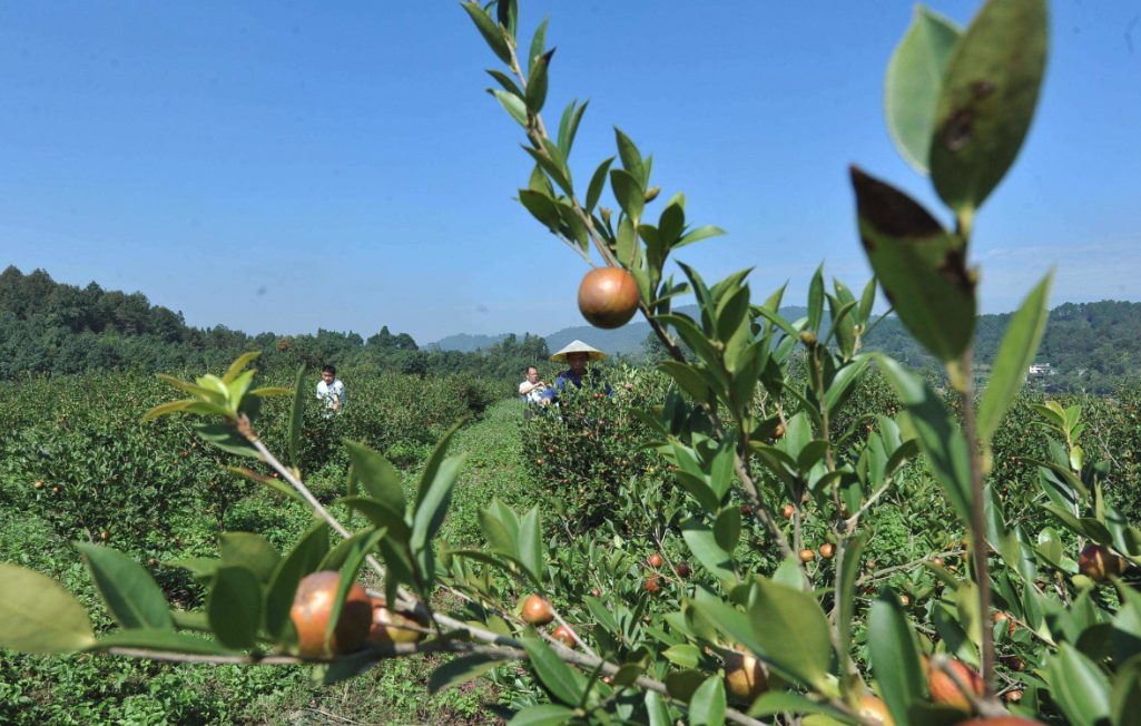 我国油茶种植基地在哪里？分布广泛吗？