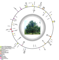 植物线粒体基因组测序分析图例3