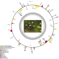 植物线粒体基因组测序分析图例4