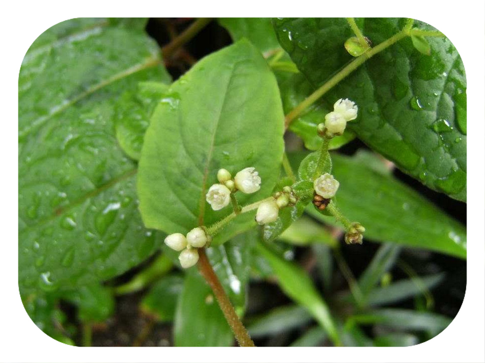 芝麻提取物4拷贝