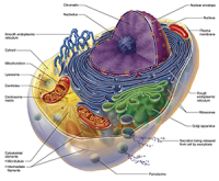 cell