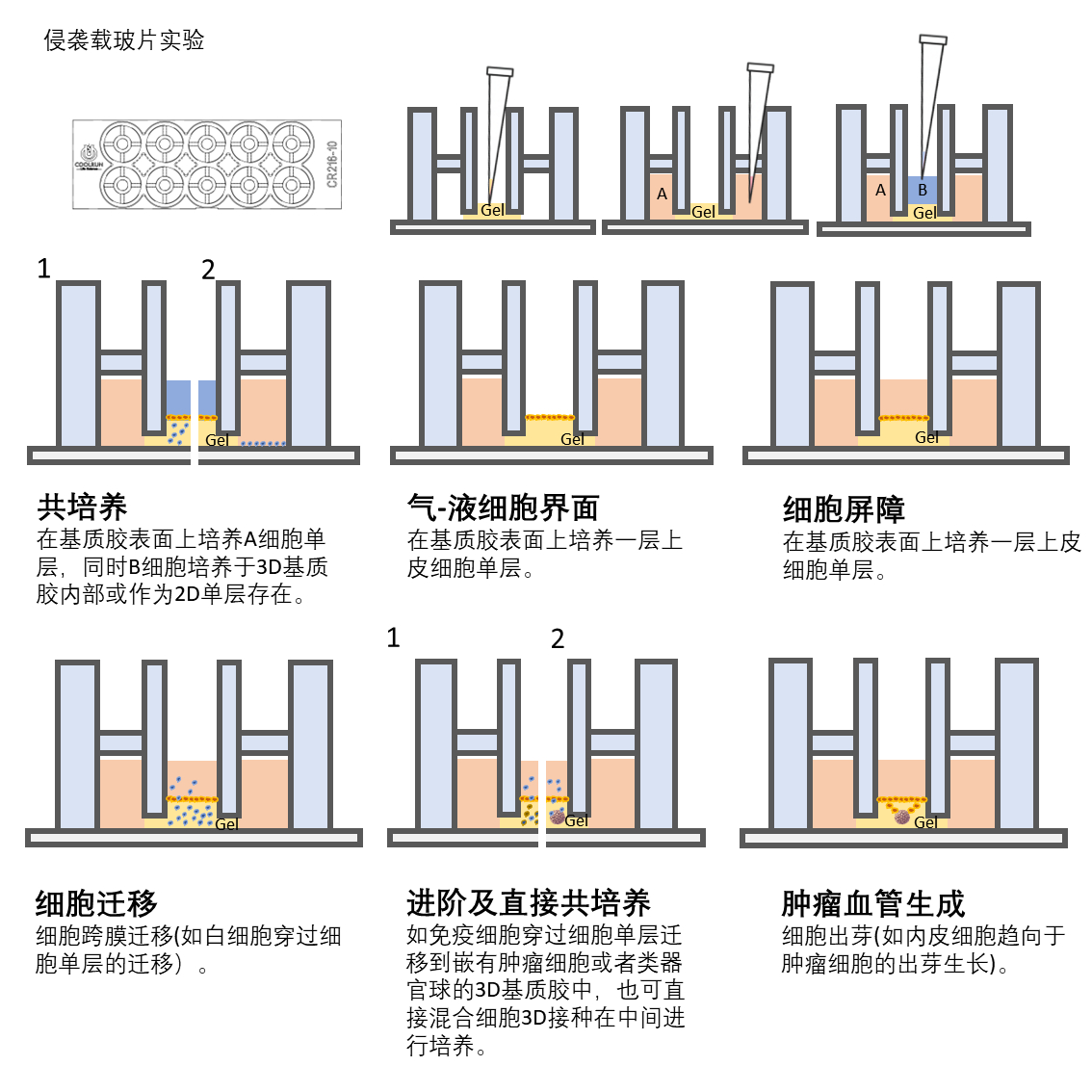 2D3D细胞侵袭载玻片流程图