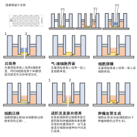 2D3D细胞侵袭载玻片流程图