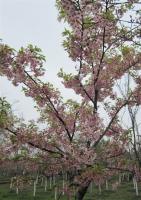 花王