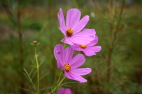 DSC00774
