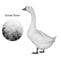 Highest-Quality-Washed-White-Goose-Down-Wholesale.webp-2