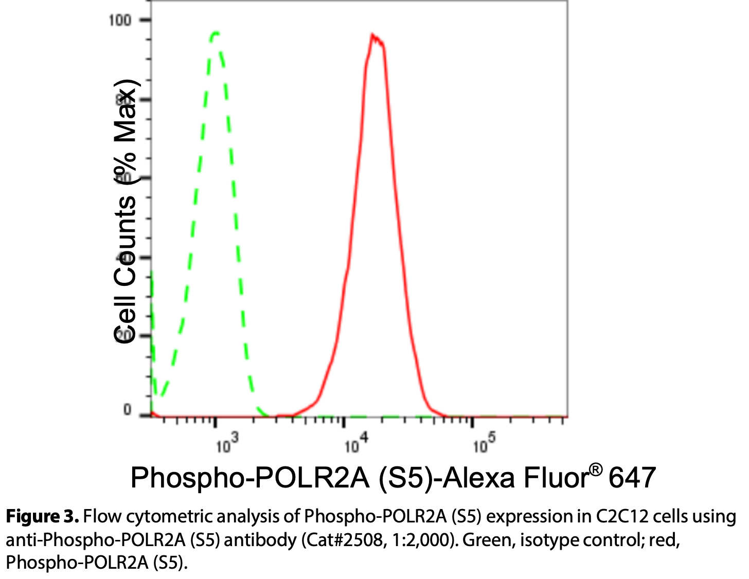 Anti Phospho Polr A S Rabbit Monoclonal Antibody