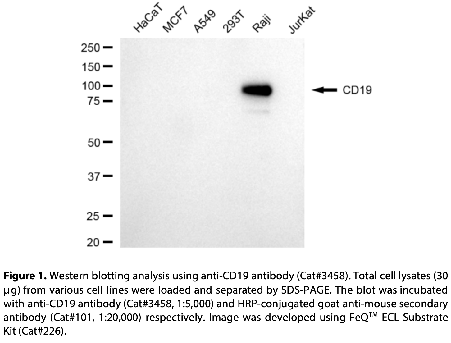 Anti Cd19 Molecule Mouse Monoclonal Antibody 3458 合肥善本生物科技有限公司