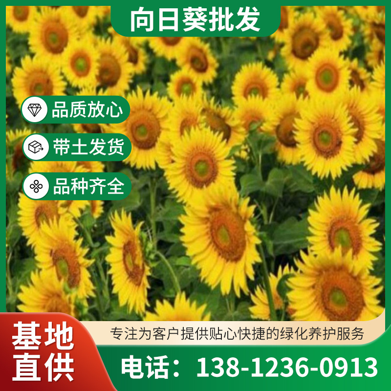 花海向日葵种子金色油葵阳台四季盆栽观赏