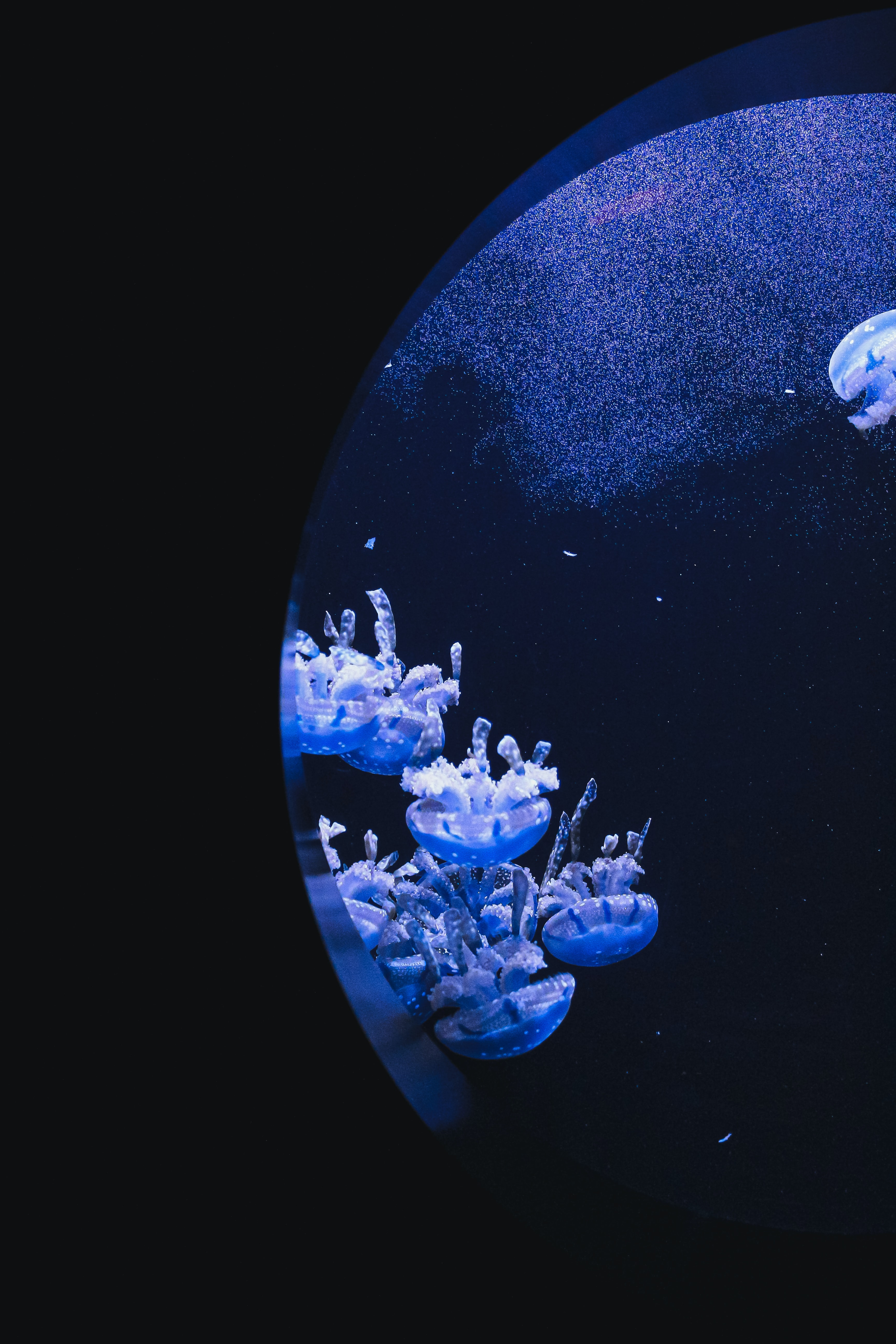 Marine Aquarium Light