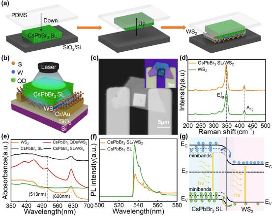 WS2混合光电探测器:自组装制备与性能优化2