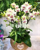 CgAGTFmC3TeABSclAAIkru7If8I390