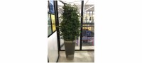 大型觀葉植物-微信圖片_20200702174148