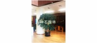大型觀葉植物-微信圖片_20200702174139