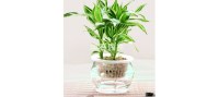 水培植物-微信圖片_20200702174315