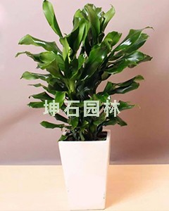 中型觀葉植物-微信圖片_20200702175132