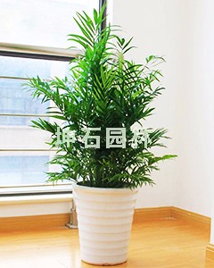 中型觀葉植物-微信圖片_20200702175148