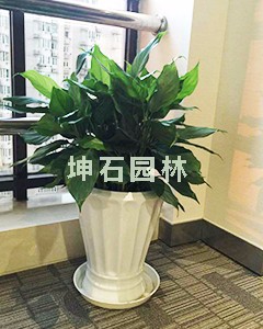 中型觀葉植物-微信圖片_20200702175158