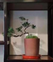 羅漢松